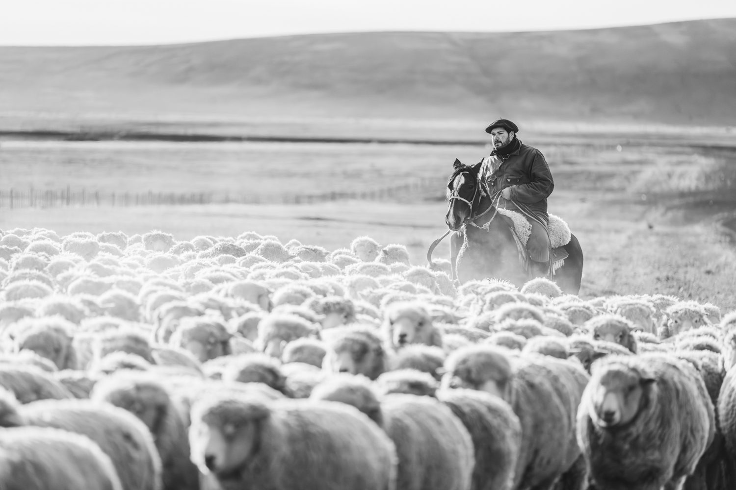 A gaucho moving a flock on a working sheep station