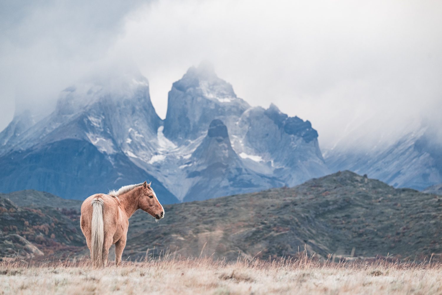 A wild horse below the Torres del Paine massif